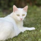 Photo de chat perdu à Ambares Et Lagrave