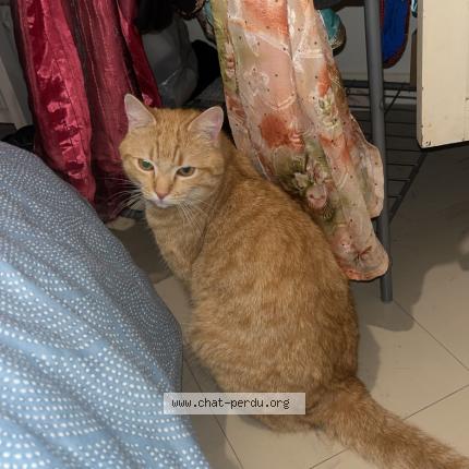 Photo 1/1 Minou Chat perdu à Bourg de peage