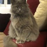 Photo de chat perdu à Vix