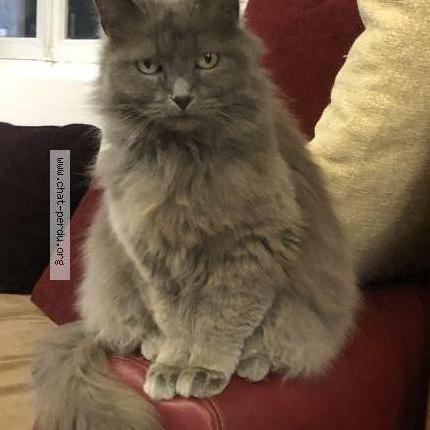 Photo 1/1 Mimine Chat perdu à Vix