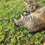 Photo de chat perdu à Ornans