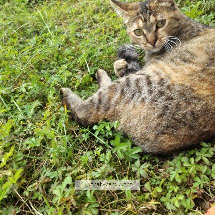 Photo 1/1 Haru Chat perdu à Ornans