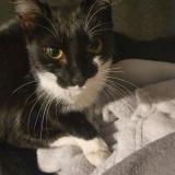 Photo de chat perdu à Feyzin