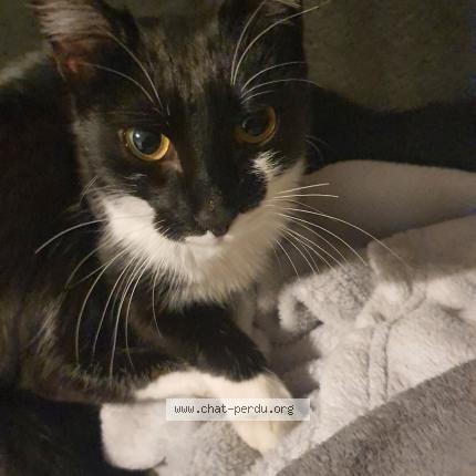 Photo 1/1 Souna Chat perdu à Feyzin