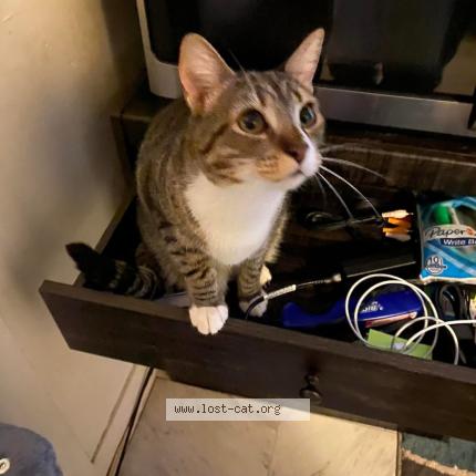 Photo 1/1 Princess Chat perdu à Augusta