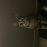 Photo de chat perdu à Inglewood