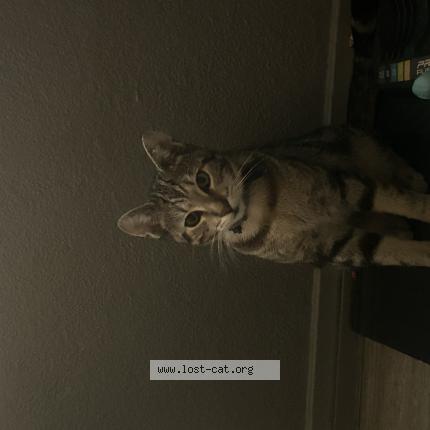 Photo 1/1 Kitty Chat perdu à Inglewood