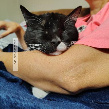 Photo 1/1 Socks Chat perdu à San antonio