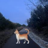 Photo de chat trouvé à Austin