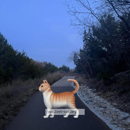 Photo 1/1 Chat trouvé Trouvé à Austin