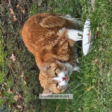 Photo 1/1 Chat trouvé Trouvé à Bourguignon