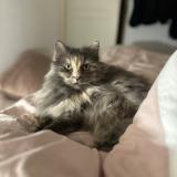 Photo de chat perdu à Pont Du Chateau