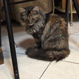 Photo de chat trouvé à Bondoufle