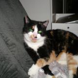 Photo de chat trouvé à Argol