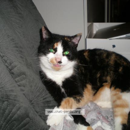 Photo 1/1 Chat trouvé Trouvé à Argol