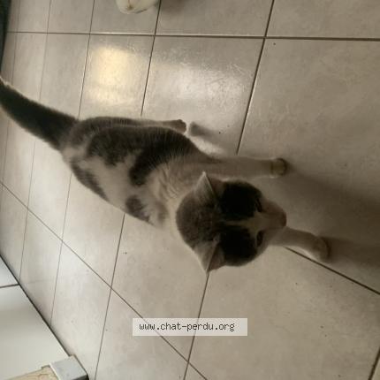 Photo 1/1 Chat trouvé Trouvé à Plumaugat