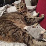 Photo de chat perdu à Morlaix