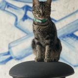 Photo de chat perdu à Wattignies