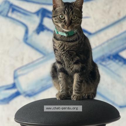 Photo 1/1 Hally Chat perdu à Wattignies