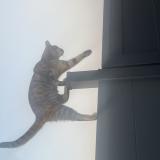 Photo de chat perdu à Forchies La Marche