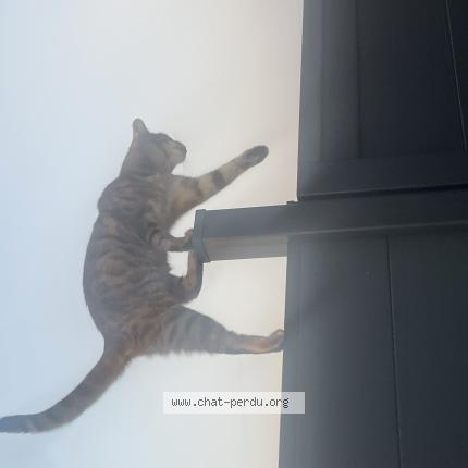 Photo 1/1 Isis Chat perdu à Forchies la marche