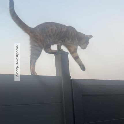 Photo 1/1 Isis Chat perdu à Forchies La Marche