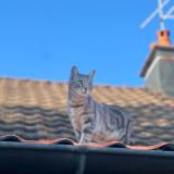 Photo de chat perdu à Sancey