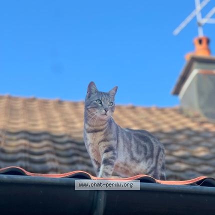Photo 1/1 Maurice Chat perdu à Sancey
