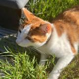 Photo de chat perdu à Labarthe Sur Leze