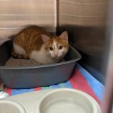 Photo de chat trouvé à Fouras