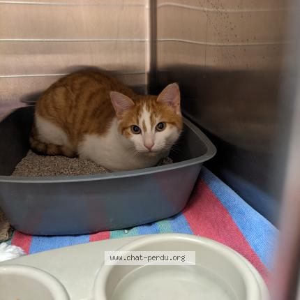 Photo 1/1 Chat trouvé Trouvé à Fouras