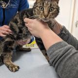 Photo de chat trouvé à Rochefort