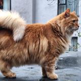 Photo de chat perdu à Liege