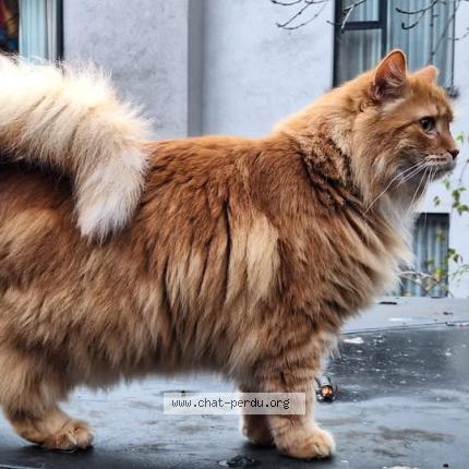 Photo 1/1 Lion Chat perdu à Liege