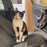 Photo de chat perdu à Bordeaux