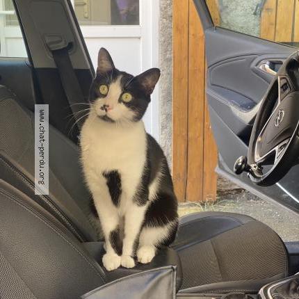 Photo 1/1 Denzy Chat perdu à Bordeaux