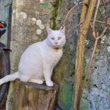 Photo de chat perdu à Blain