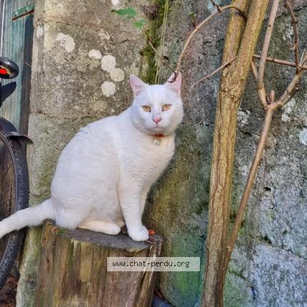 Photo 1/1 Suki Chat perdu à Blain