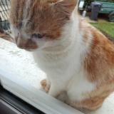 Photo de chat trouvé à La Ferte Gaucher