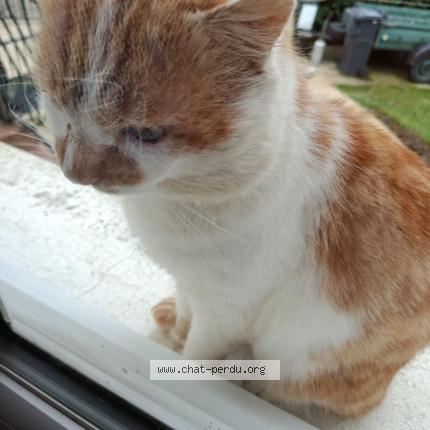 Photo 1/1 Chat trouvé Trouvé à La ferte gaucher