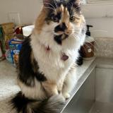 Photo de chat perdu à Georgetown