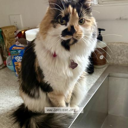 Photo 1/1 Cali Chat perdu à Georgetown