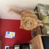 Photo de chat perdu à Arpajon