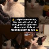 Photo de chat perdu à Marseille