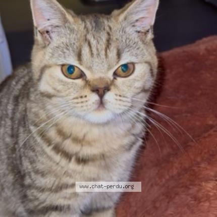 Photo 1/1 Mocca Chat perdu à Villenave d ornon