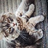 Photo de chat perdu à Carnieres