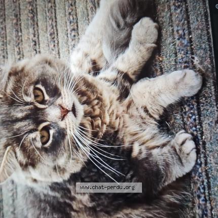 Photo 1/1 Lapinou Chat perdu à Carnieres