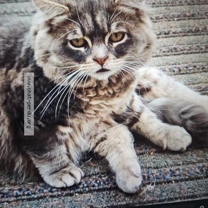 Photo 1/1 Lapinou Chat perdu à Carnieres