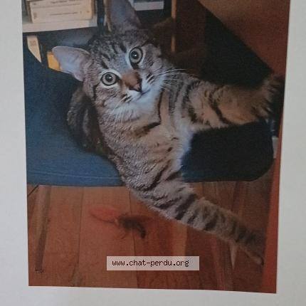Photo 1/1 Chat retrouvé Perdu à Bagnolet