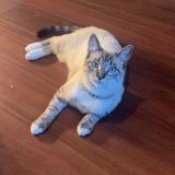 Photo de chat perdu à Laplace